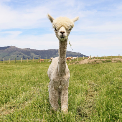 Young alpaca on pasture