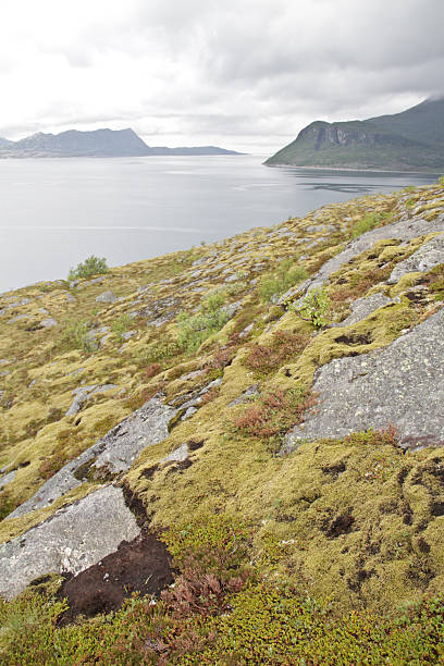 istock Moss and rocks Helgeland Norwegian Sea 171338434