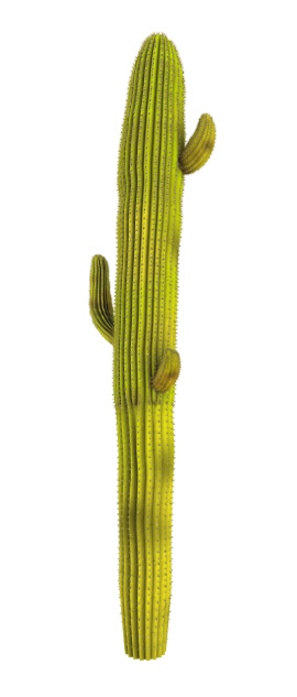 High Resolution Cactus Render, 3D Image.
