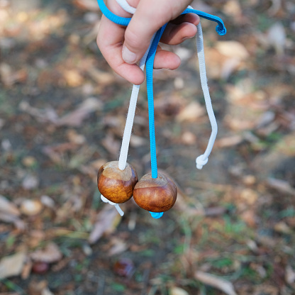 Two Conkers threaded on shoestrings ready to play Conkers. Traditional British game played using the seeds of Horse Chestnut trees.