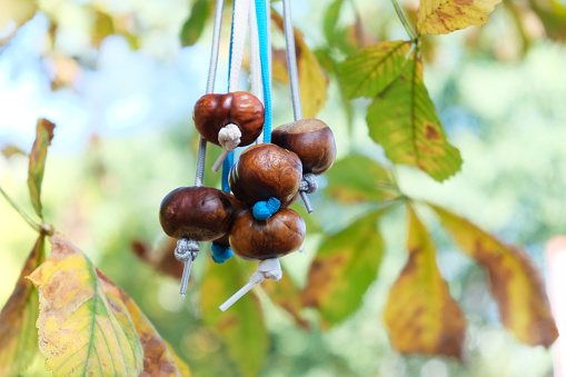 Chestnuts threaded on shoestrings ready to play Conkers. Conkers is a traditional game in Great Britain and Ireland played using the seeds of horse chestnut trees.