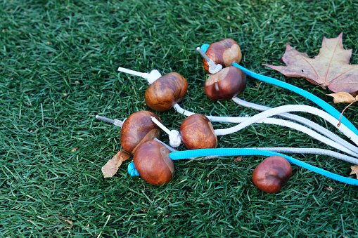Chestnuts threaded on shoestrings ready to play Conkers. Conkers is a game played using seeds of horse chestnut trees. Artificial grass on outdoor playground.