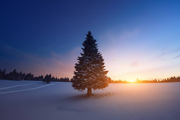 lever de soleil en hiver - woods glade winter wood photos et images de collection