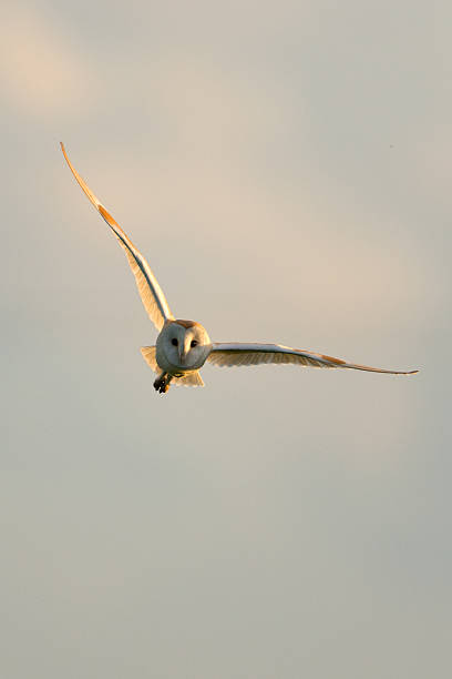 istock Male Barn Owl flying in the evening sunshine. 171338979