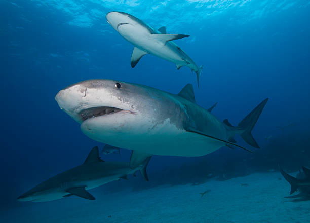 Sharks stock photo
