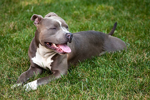 pit bull no resto - pit bull terrier - fotografias e filmes do acervo