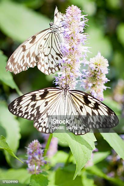 Cometa Mariposas De Papel Foto de stock y más banco de imágenes de Animal - Animal, Blanco - Color, Color negro