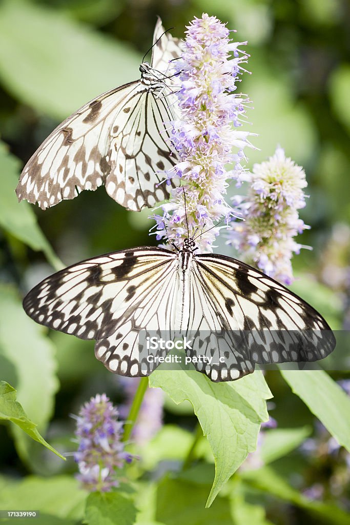 Papillons idéa leuconoe - Photo de Blanc libre de droits