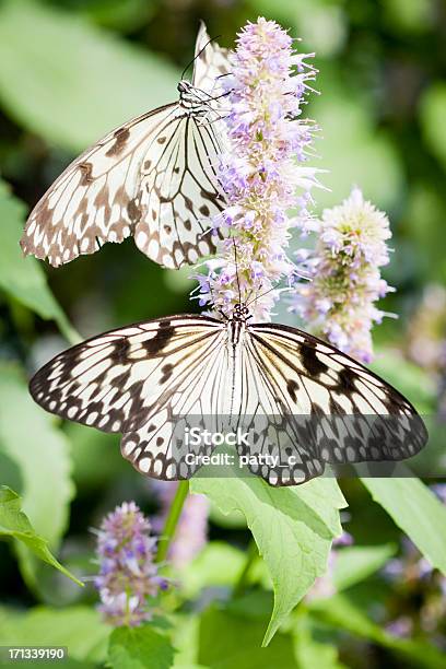 Photo libre de droit de Papillons Idéa Leuconoe banque d'images et plus d'images libres de droit de Blanc - Blanc, Couleur noire, Deux animaux