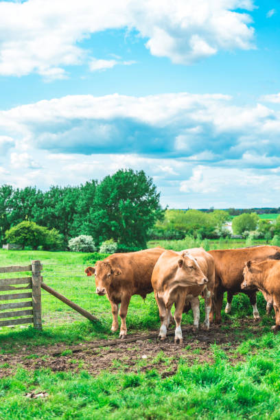 istock Grazing cow at field in Ouse Valley Park, UK 1713391996