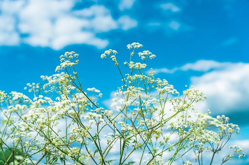 A beautiful shot of delicate white blossom flowers on tree branches in background of the blue sky