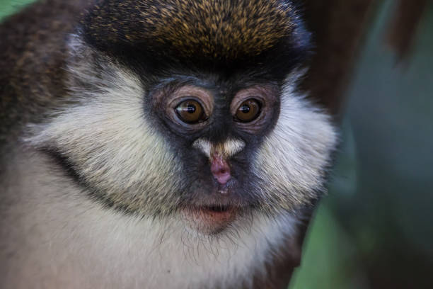 istock Portrait of copper tailed monkey 171339356