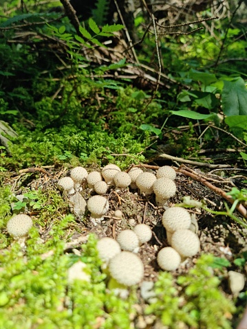Lycoperdon perlatum (Puffball) mushroom on a meadow. The image was captured in the swiss alps at an altitude of 1700m during autumn season.