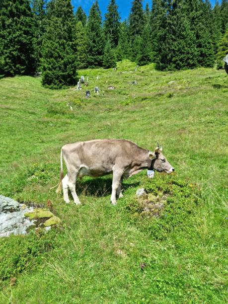 A swiss cow with bell captured in the alps during summer season. The cows are living during the summer months at an altitude between 1100-1800m. Captured during summer season.
