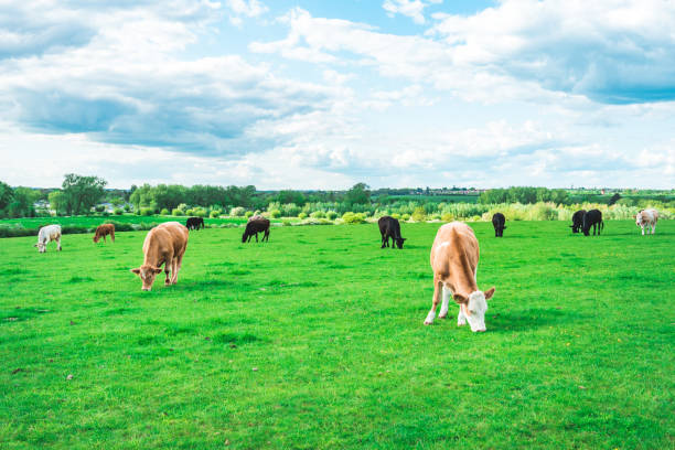 istock Grazing cow at field in Ouse Valley Park, UK 1713394482