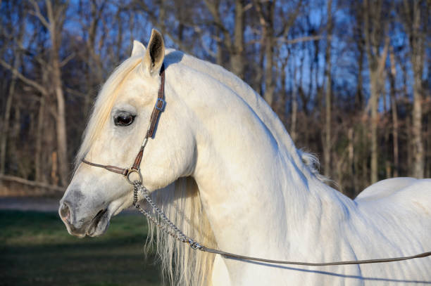 istock White Horse Head Shot, Arabian Stallion with Full Mane 171339462