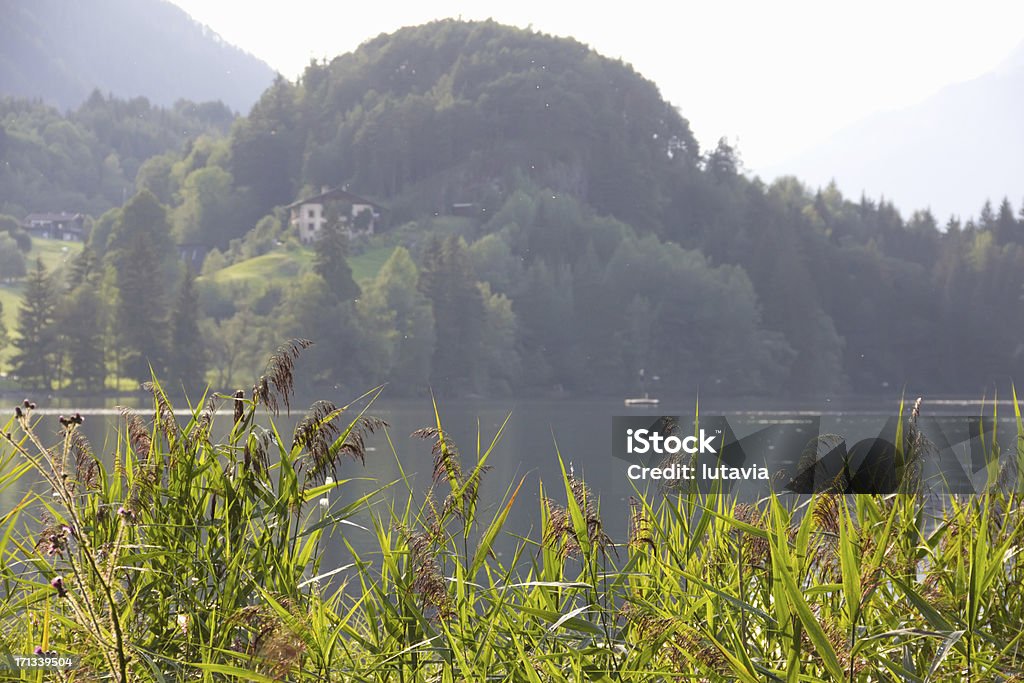 reeds en el lago en Alpes Tiroleses como telón de fondo - Foto de stock de Abandonado libre de derechos