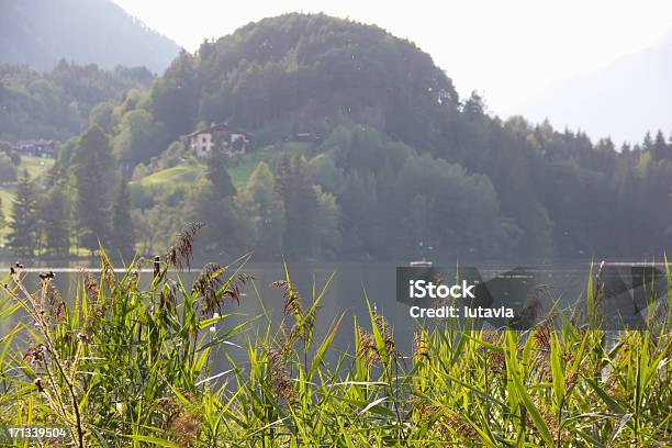 Reeds Na Jezioro W Alpy Tyrolski - zdjęcia stockowe i więcej obrazów Alpy - Alpy, Austria, Bezchmurne niebo