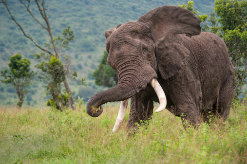 African bush elephants (Loxodonta Africana) with here baby walking through a road in the Tarangire National Park, Tanzania.