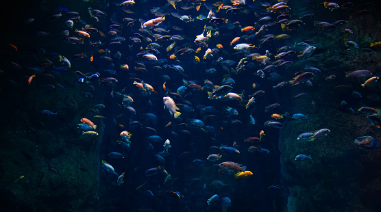 School of fish is feeding. Sea fish near underwater rocks. Underwater photography of fish in the water.