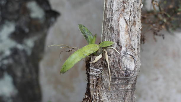 istock Young orchid plant 1713398389