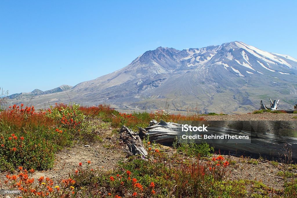 Mt St Helens "Mt St Helens volcano in the background, dried and broken tree trunks along with flowers in the foreground" Active Volcano Stock Photo