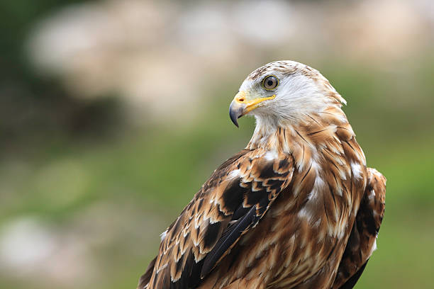 Red Kite, Milvus milvus, at the Red Kite feeding station, Gigrin Farm, in Wales, UK.  This Kite is souring on the wind whilst looking down in search of prey.