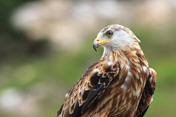 Close-up of a Red Kite with forest background, shallow DOF stock photo