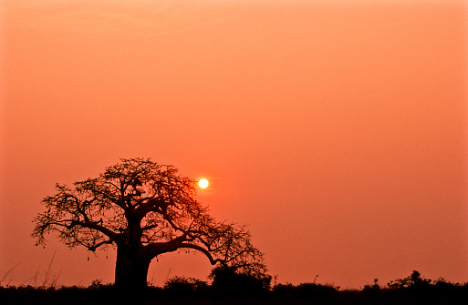 Angola, Bengo Province, Kissama National Park, sunset.