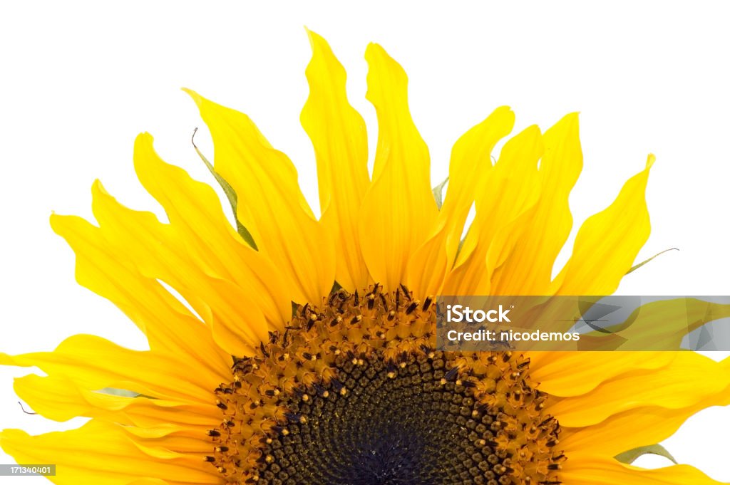 Sole fiore - Foto stock royalty-free di Bellezza