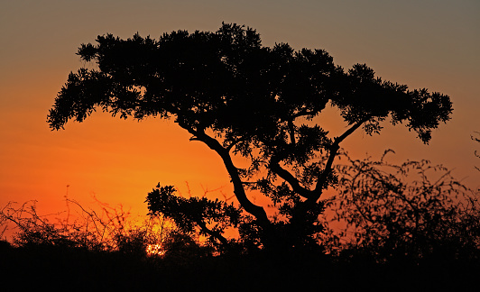 Travelling through a dry bushveld landscape covered in mopani and acacia trees at sunset, Kruger National Park, South Africa