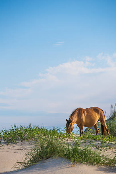 istock Beautiful wild horse on a beach 171340680