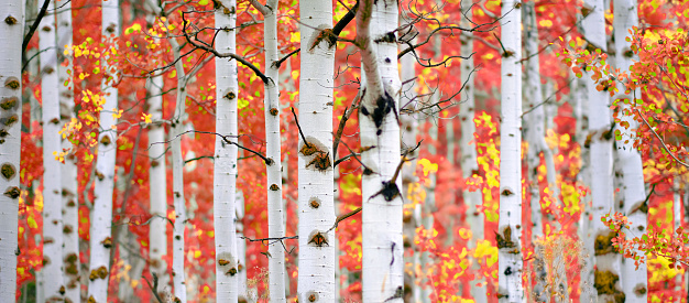 Detail of Aspen tree in fall autumn selective focus blurred background white trunk texture