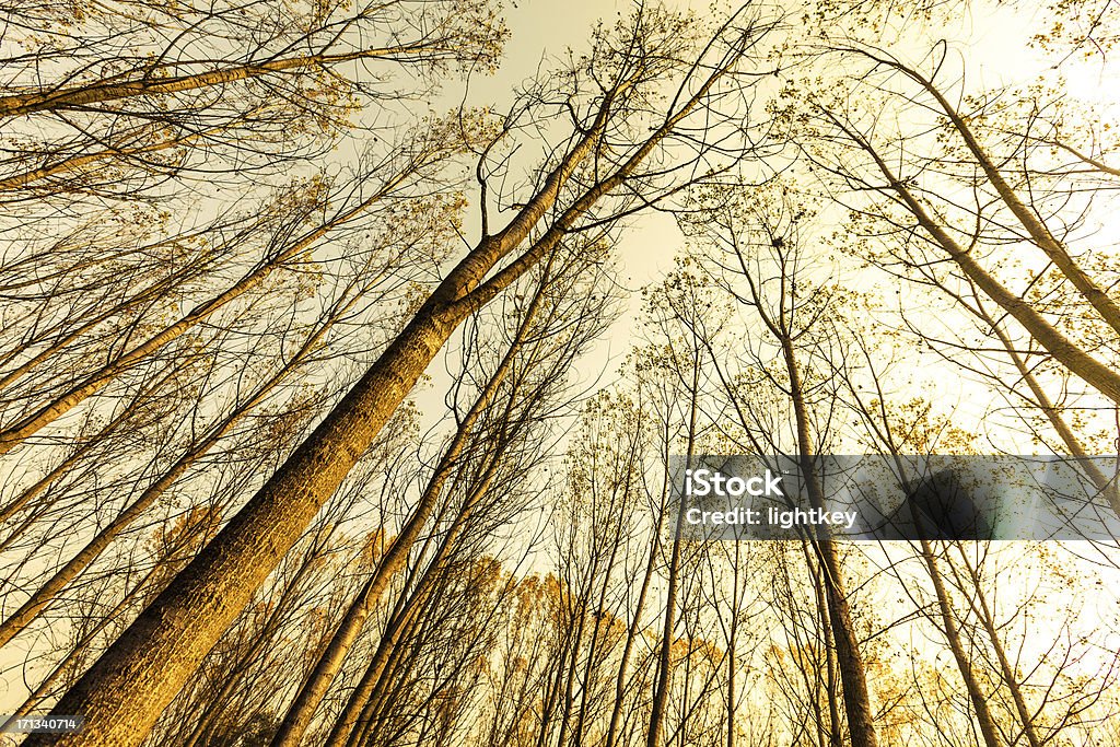 Arbres sur un matin d'hiver - Photo de Abstrait libre de droits