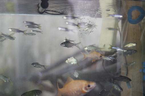 Indonesian fish that are cared for in aquariums, wader is the name of fish found in Indonesia