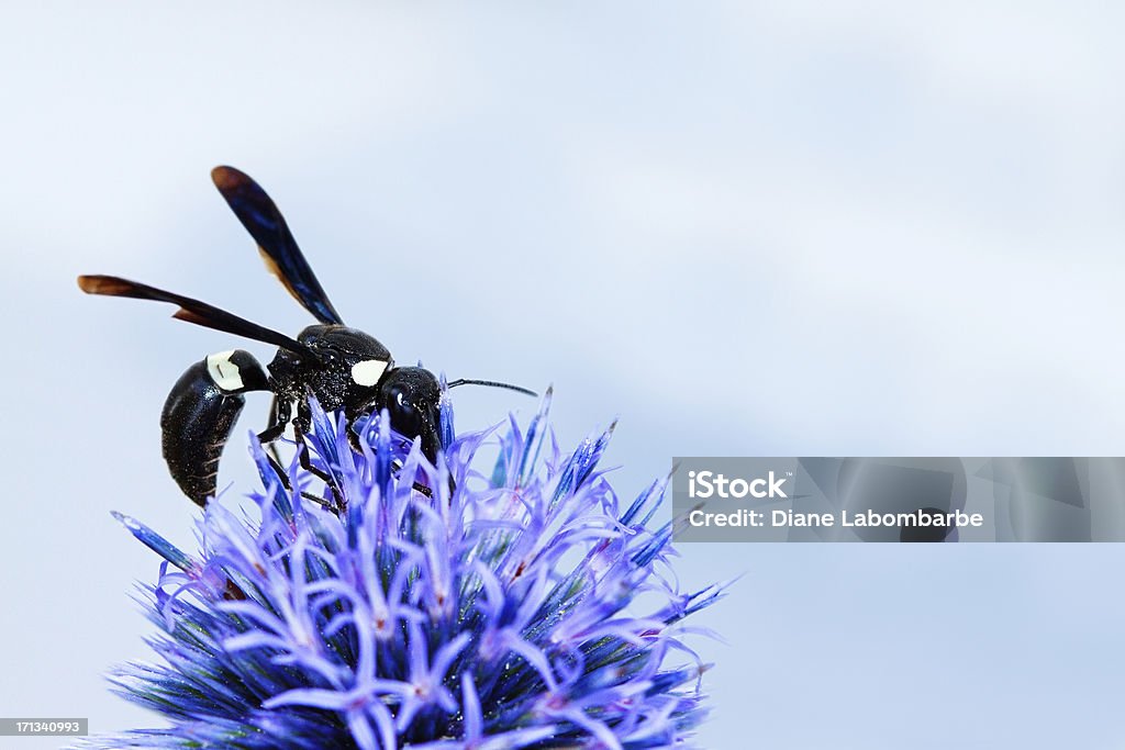 석공 말벌 한 엉겅퀴 꽃, sphex pensylvanius - 로열티 프리 0명 스톡 사진