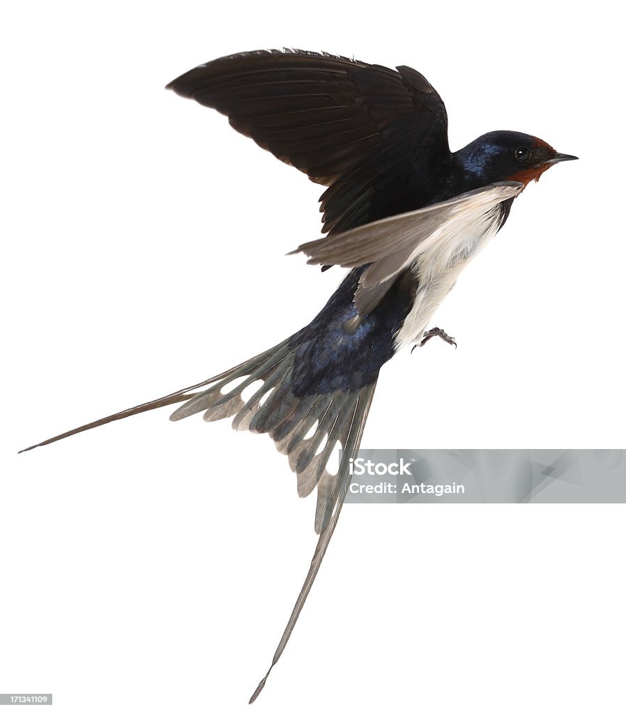 Swallow Swallow - Bird Stock Photo