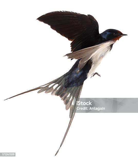Swallow Stock Photo - Download Image Now - Swallow - Bird, Flying, Bird