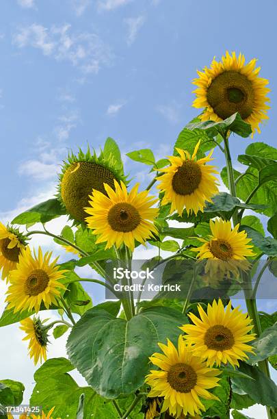 Viele Sonnenblumen Im Einzigen Plant Stockfoto und mehr Bilder von Feld - Feld, Nahaufnahme, Sonnenblume