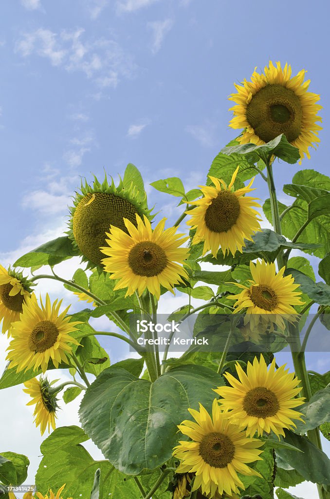 Molti girasoli in una divisione - Foto stock royalty-free di Campo