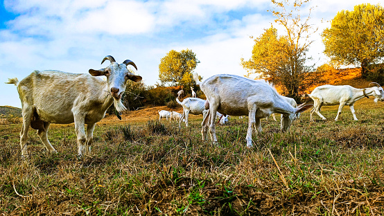 A herd of goats grazing on the farm