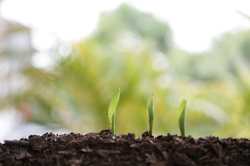 Three Corn Planting green vegetable growing