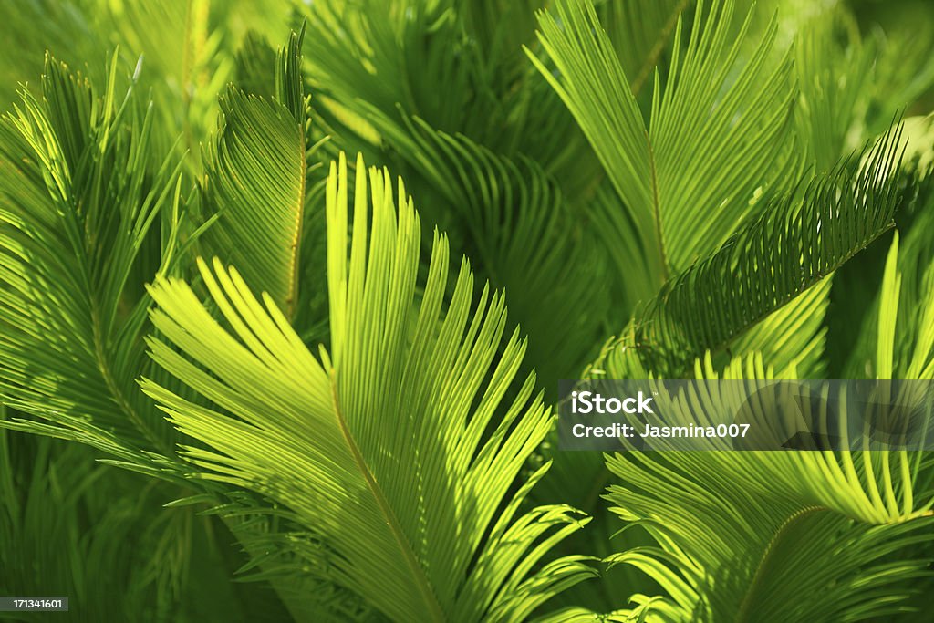 Пальмовый лист фон - Стоковые фото Тропический климат роялти-фри