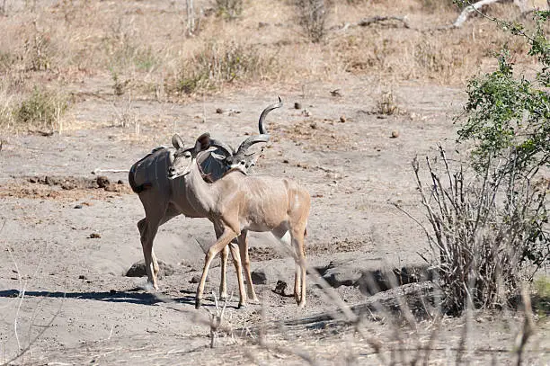 Photo of male and female kudu in chobe national park