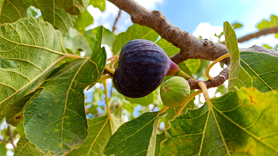 Fig fruits on the tree