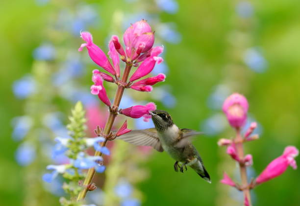 istock Hummingbird takes nectar from flower 171341744