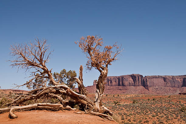 Weathered Juniper and Sentinal Mesa Monument Valley, on the Arizona - Utah border, gives us some of the most iconic and enduring images of the American Southwest. The harsh empty desert is punctuated by many colorful sandstone rock formations. It can be a photographer's dream to capture the ever-changing play of light on the buttes and mesas. Even to the first-time visitor, Monument Valley will probably seem very familiar. This rugged landscape has achieved fame in the movies, advertising and brochures. It has been filmed and photographed countless times over the years. If a movie producer was looking for a landscape that epitomizes the Old West, a better location could not be found. This picture of a weathered juniper and Sentinel Mesa was photographed from the Monument Valley Road north of Kayenta, Arizona, USA. jeff goulden monument valley stock pictures, royalty-free photos & images