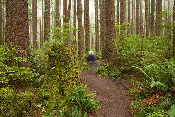 istock Foggy Olympic National Park trail with forest hiker 171341859