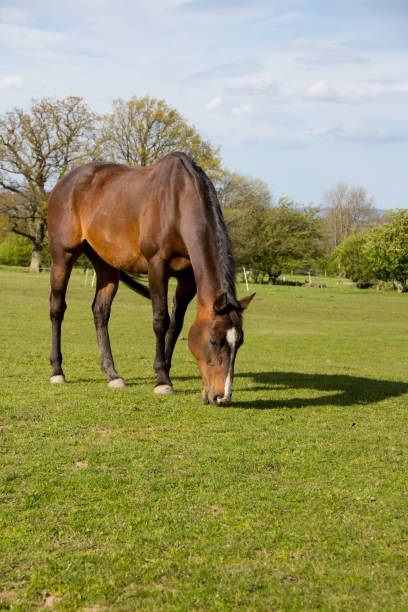 istock Horse grazing peacefully 171341868