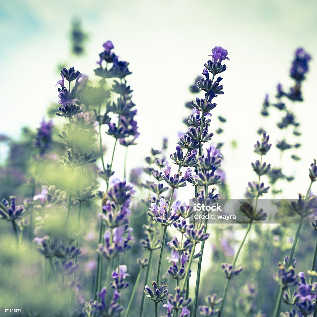 Lavander close-up - Foto de stock de Arbusto royalty-free